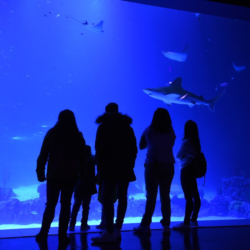 Atlantis Aquarium Madrid